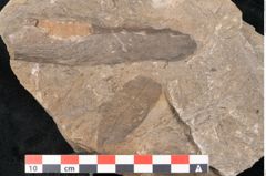 Foto (Detailansicht) von Taeniopteris moravica Ettingshausen (NHMW-GEO-2024-0188-10933)